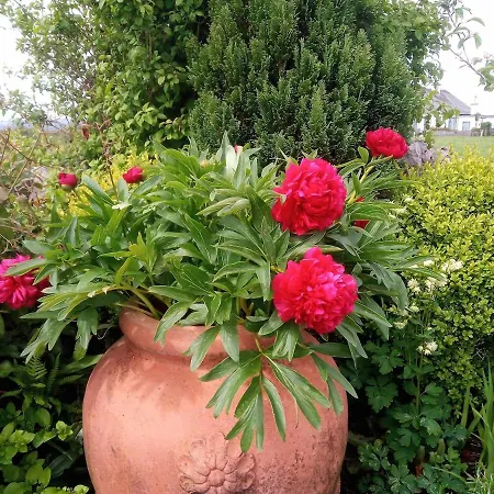 Дом отдыха The Burren Art Gallery Built In 1798 Tubber